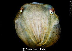 cuttle fish by Jonathan Sala 
